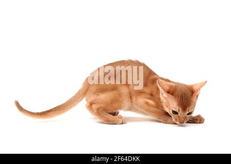 Il gatto di zenzero abissino giace su uno sfondo bianco Foto Stock
