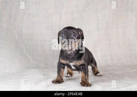 Brindle marrone e nero Jack Russell cucciolo di cane Terrier. Aspetto sfrontato, vista frontale del cane. Sfondo color crema. Foto Stock