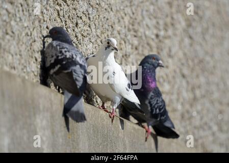 Feral Pigeons (Columba livia domestica) aggrappato ad un ponte nel centro di Maidstone, Kent Foto Stock