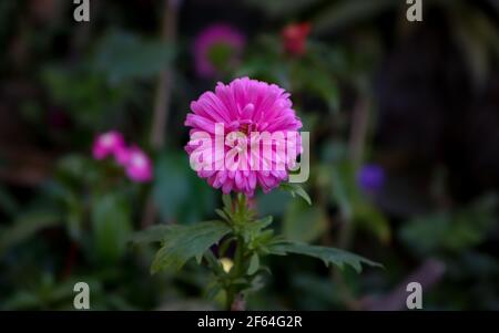 Un bel fiore rosa Aster multistrato in un albero con foglie verdi e sfondo sfocato. Foto Stock