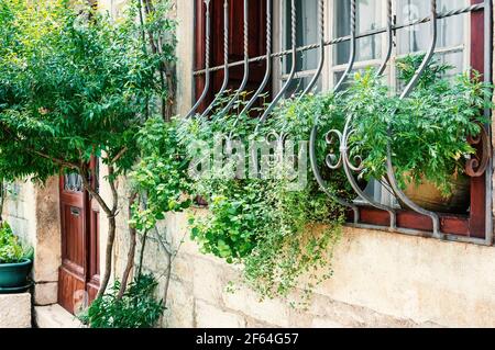 Sotto la finestra, le erbe aromatiche crescono in una pentola: Menta, timo e geranio. La parete è decorata con piante rampicanti. Paesaggio verticale della via della città Foto Stock