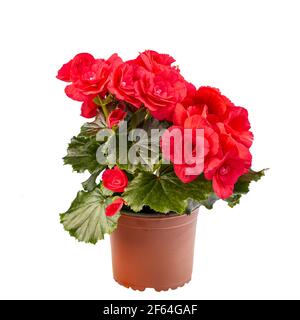 Begonia rossa in piena fioritura su sfondo bianco Foto Stock