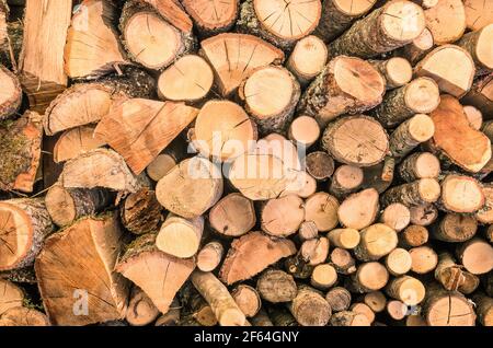 Sfondo in legno - carta da parati con motivo in legno ecologico Foto Stock