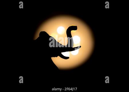 vista laterale della testa dell'elefante dal basso fotografata con luce brillante in background e con velocità dell'otturatore ridotta con ombre chiare Foto Stock