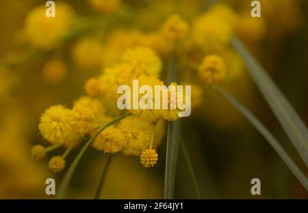 Flora di Gran Canaria - Acacia saligna aka gattonata d'oro, introdotto invasivo pianta naturale macro sfondo floreale Foto Stock