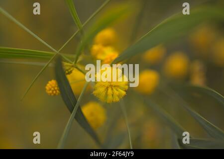 Flora di Gran Canaria - Acacia saligna aka gattonata d'oro, introdotto invasivo pianta naturale macro sfondo floreale Foto Stock