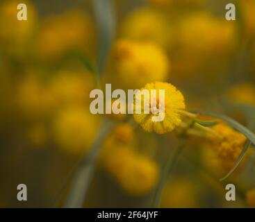 Flora di Gran Canaria - Acacia saligna aka gattonata d'oro, introdotto invasivo pianta naturale macro sfondo floreale Foto Stock