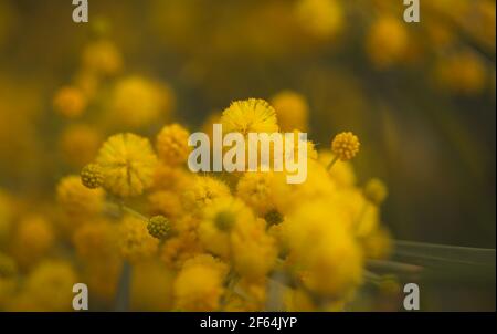 Flora di Gran Canaria - Acacia saligna aka gattonata d'oro, introdotto invasivo pianta naturale macro sfondo floreale Foto Stock