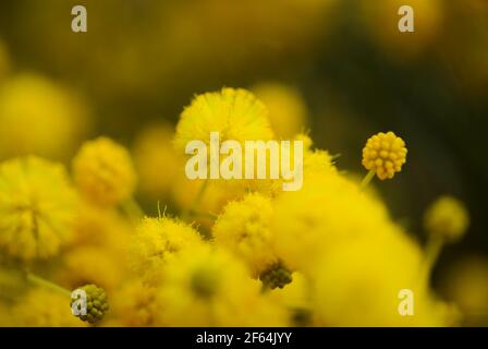 Flora di Gran Canaria - Acacia saligna aka gattonata d'oro, introdotto invasivo pianta naturale macro sfondo floreale Foto Stock