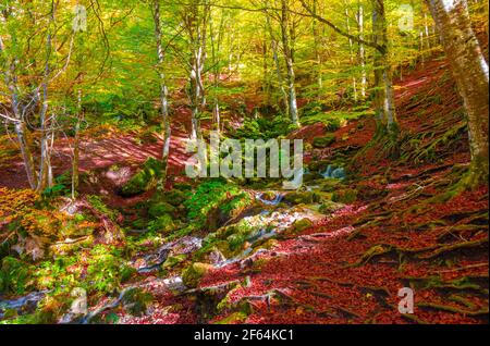 Parco Nazionale d'Abruzzo, Lazio e Molise (Italia) - il fogliame autunnale nella riserva naturale montana, con il lago di Barrea, Camosciara, Val Fondillo. Foto Stock