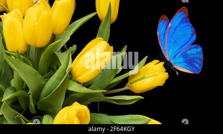 bella farfalla blu seduta su un tulipano giallo. bouquet di fiori belli con una falena su sfondo nero. Foto di alta qualità Foto Stock