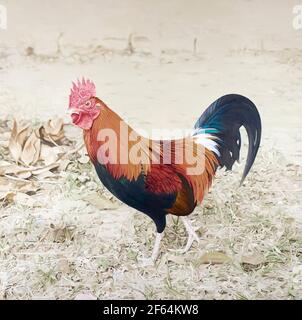 Rooster a fine giornata. Olio su tela. Foto Stock