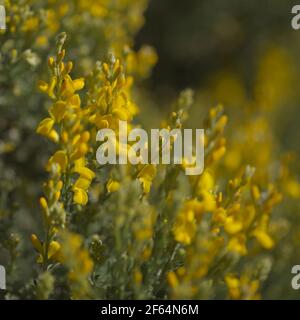 Flora di Gran Canaria - fiori gialli luminosi di microfilla di Teline, specie di ginestra endemiche dell'isola, sfondo naturale macro floreale Foto Stock