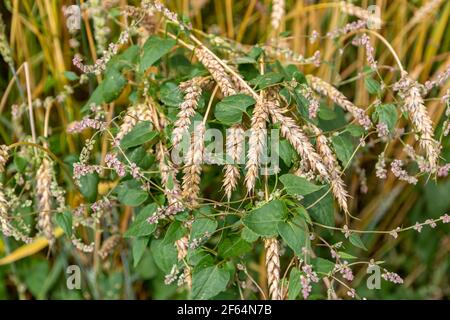 Albandiere con erba bindata in colture di grano dorato Foto Stock