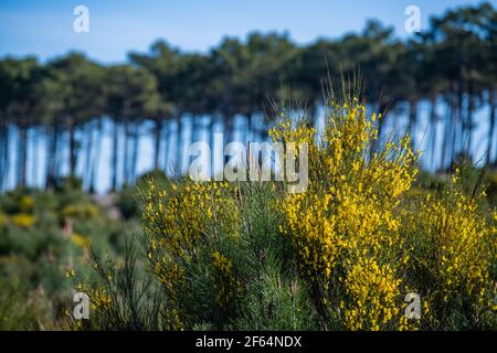 Fiori di ginestra gialli in una pineta, massiccio forestale a Carcans Plage, pineta vicino Lacanau, sulla costa atlantica francese Foto Stock