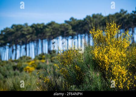 Fiori di ginestra gialli in una pineta, massiccio forestale a Carcans Plage, pineta vicino Lacanau, sulla costa atlantica francese Foto Stock