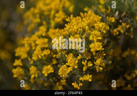 Flora di Gran Canaria - fiori gialli luminosi di microfilla di Teline, specie di ginestra endemiche dell'isola, sfondo naturale macro floreale Foto Stock