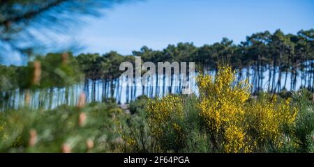 Fiori di ginestra gialli in una pineta, massiccio forestale a Carcans Plage, pineta vicino Lacanau, sulla costa atlantica francese Foto Stock