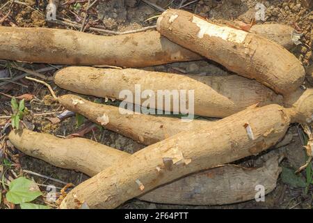 Grande manioca o tapioca pianta, genere Manihot, Cassava in giardino ( in laos ) asia Foto Stock