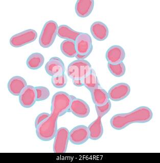 Mitosi, il processo di divisione cellulare e moltiplicazione. Scienze mediche Foto Stock