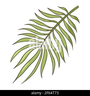 Linea disegno verde tropicale foglia di palma organica. Vettore piatto illustrazione di foglie esotiche Illustrazione Vettoriale