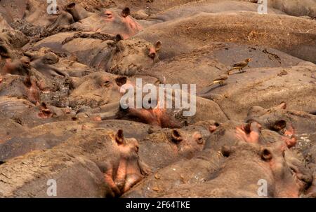 Un denso pacco di ippopotami chiamato "bloat", si schiaccia negli ultimi resti di un alga fangoso nel fiume Katuma. Oxpeckers macinato giallo ghiaia parassiti Foto Stock