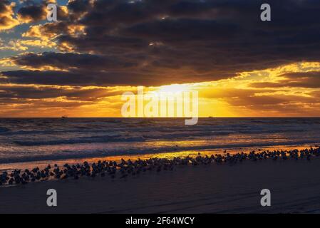Grande gregge di gabbiani su una spiaggia di sabbia in Florida al tramonto Foto Stock