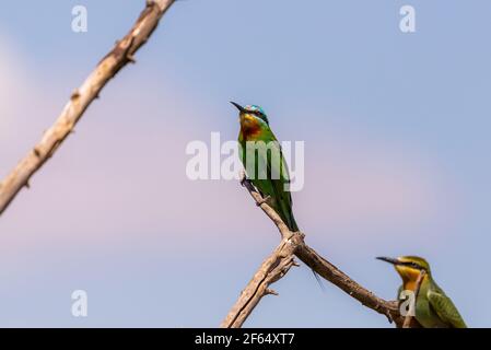 Close up of blue-cheeked bee-eater sitting on a branch of tree. Foto Stock