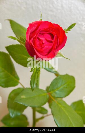 Rosa rossa (Rosaceae) su sfondo bianco. Foto Stock