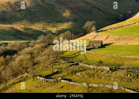 Paesaggio panoramico e soleggiato Wharfedale (campane di montagna, fienile di pietra, ripide colline, pareti di pietra calcarea, pascoli di pecora) - Yorkshire Dales, Inghilterra, Regno Unito.