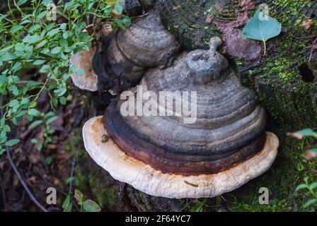 Unedged funghi che crescono su un tronco di albero. Foto Stock