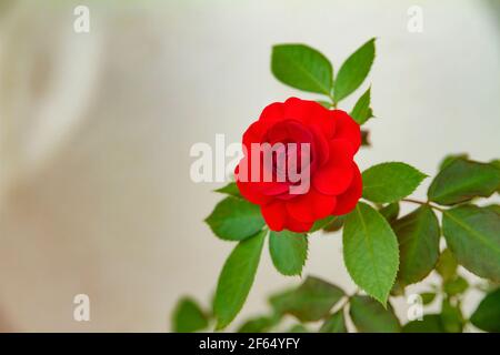 Rosa rossa (Rosaceae) su sfondo bianco. Foto Stock