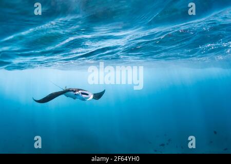 Vista subacquea di un gigantesco e gigantesco manta ray oceanico ( Manta Birostris ). Osservare il mondo sottomarino durante il tour avventuroso di snorkeling Foto Stock