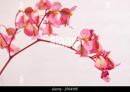 Rosa Begonia (semperflorens Cultorum Group) fioritura. Foto Stock