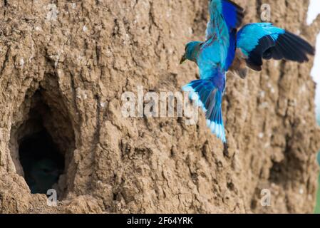 Rullo europeo o coracias garrulus che alimenta pulcini nel foro del nido. Foto Stock