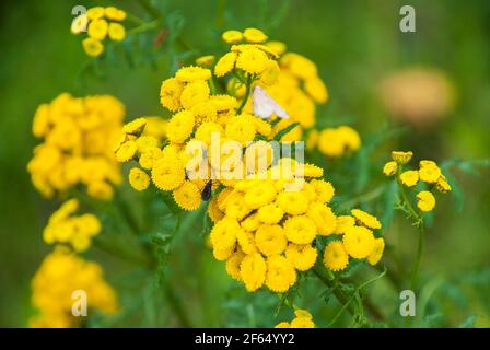 Tansy (Tanacetum vulgare, Tansy comune, Bitter Buttons, Cow Bitter, Mugwort Golden Buttons) Foto Stock