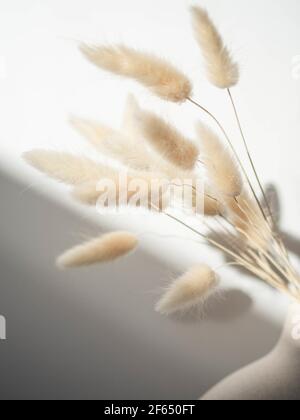 Fiori di lagurus morbidi e asciutti con ombre dal sole su sfondo bianco. Vista frontale. Spazio di copia Foto Stock