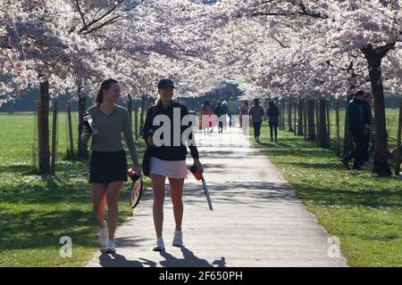 UK Weather, Londra, 30 marzo 2021: A Battersea Park la fioritura su un viale di ciliegi attrae gli escursionisti di cani, bevitori di caffè, joggers e Instagrammer. Anna Watson/Alamy Live News Foto Stock