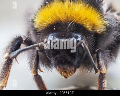 Primo piano Macro di un Bumblebee dalla coda bianca Foto Stock
