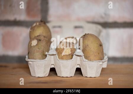 Chitting Charlotte patate da semina in scatola di uovo in garage che sono stati sgranati da un topo - Scozia, Regno Unito Foto Stock