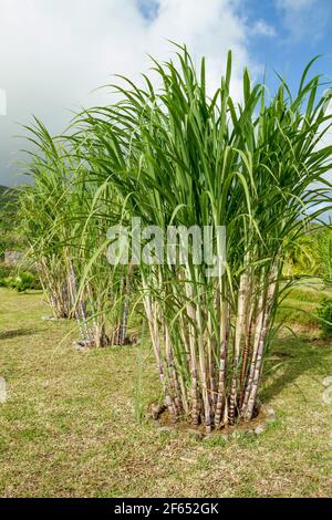 Piante di canna da zucchero (Saccharum officinarum) Foto Stock