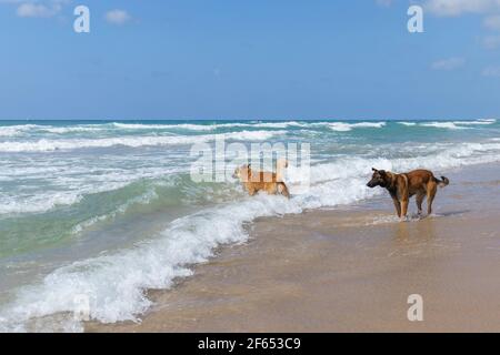 due cani che giocano in mare tra loro Foto Stock