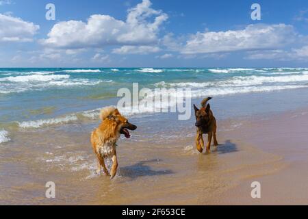 due cani che giocano in mare tra loro Foto Stock
