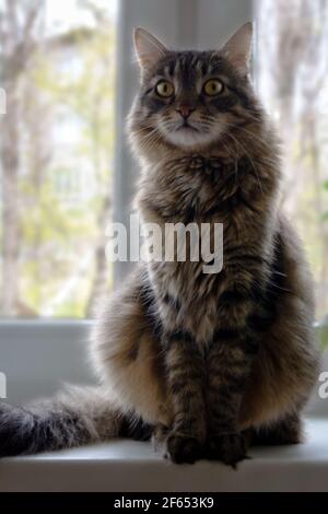 bel gatto grigio di furry grande seduto sulla finestra Foto Stock