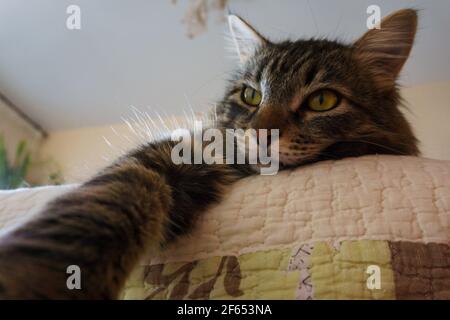 gatto sdraiato sul letto e prendendo un selfie, primo piano. Divertente viso di gatto cheeky Foto Stock