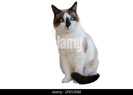 Divertente gatto delle racchette da neve bianco grasso. Immagine isolata su sfondo bianco Foto Stock