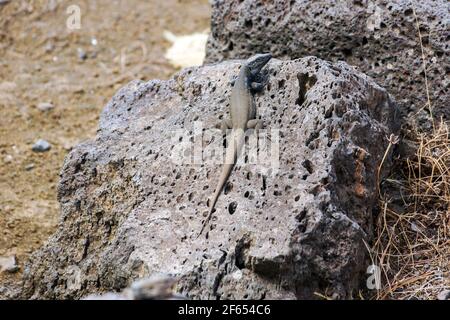 la lucertola è seduta sulla grande pietra. Foto Stock