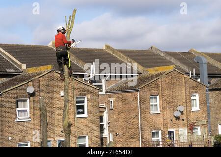 Il chirurgo dell'albero sulla corda di sicurezza si leva sul taglio della parte superiore dell'albero rami fuori albero Foto Stock