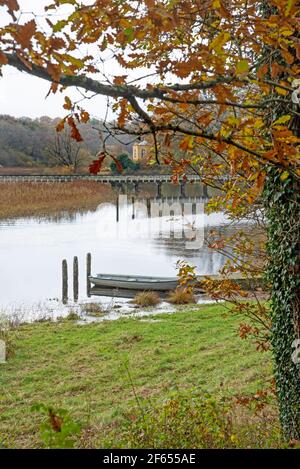 Crom, Irlanda del Nord - 8 novembre 2020. Vecchio albero nel Castello di Croms, Co. Fermanagh, Irlanda del Nord Foto Stock