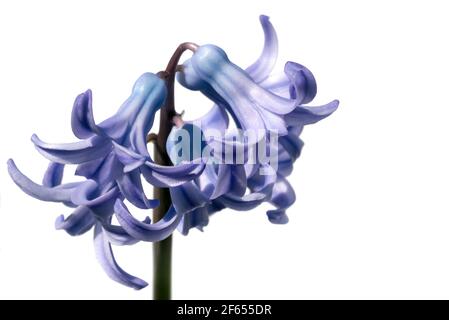 Blu giacinto fiore, macro dettaglio isolato sfondo bianco.Chiudi spazio copia Foto Stock